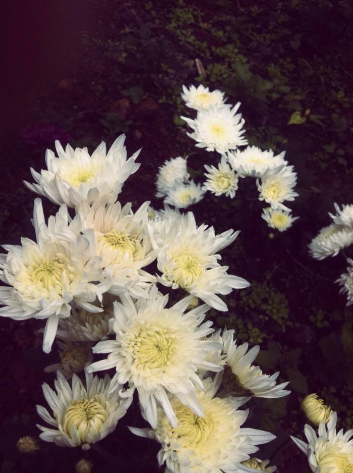 清明掃墓送什么花