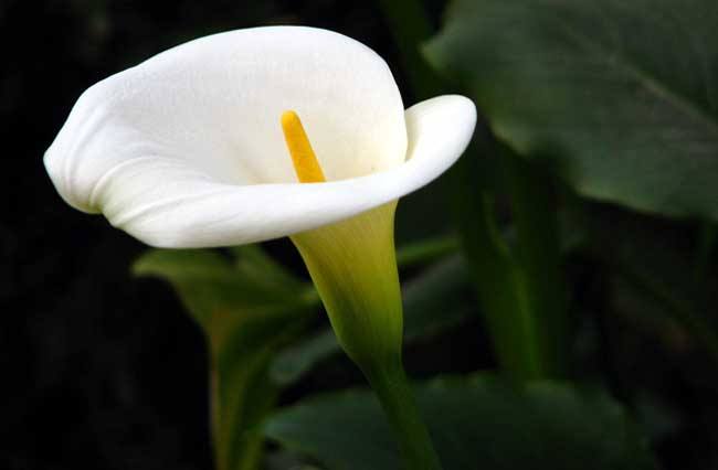 清明掃墓送什么花