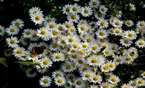 喪期中的祭奠活動