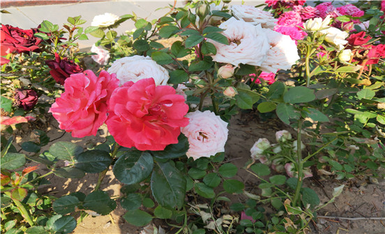 購(gòu)買墓地所需要注意的基本事項(xiàng)