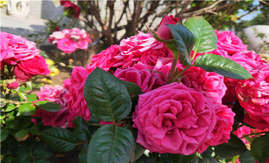 歐洲喪葬習俗的迥異