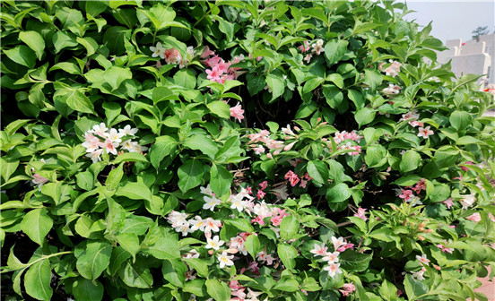 女婿掃墓燒紙要注意什么？