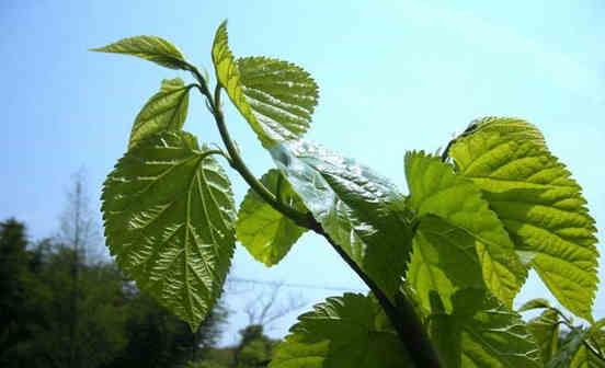 沈陽墓地長桑樹有何主要喻意？