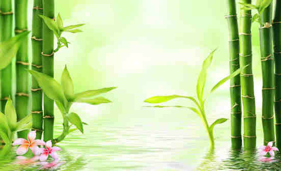 墓地上長竹子能不能砍？