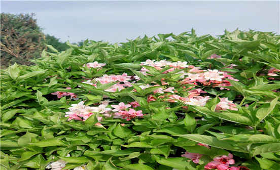 必須注意的墓地布局的禁忌