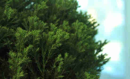 百木之長&mdash;&mdash;柏樹