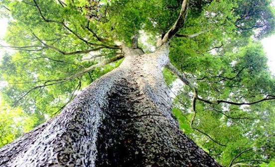 金絲楠木的價(jià)值