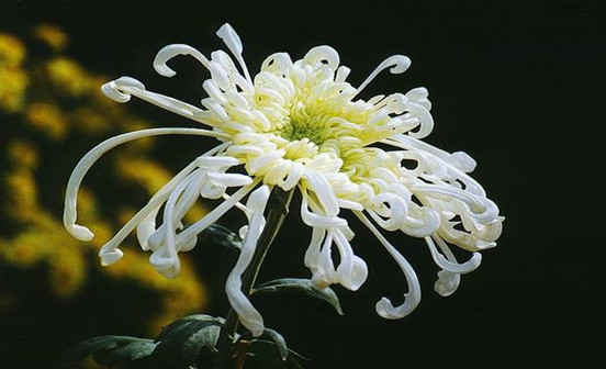 中國傳統(tǒng)禮儀文化&mdash;&mdash;五禮