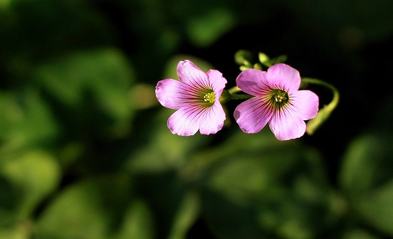 臘祭與蠟祭的區別