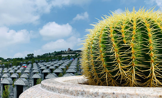 沈陽陶然寢園的花壇葬：用鮮花送別，讓生命回歸自然  